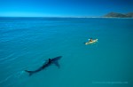 White Shark and Kayak